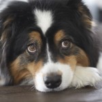 I Feel Your Pain: Dog Empathy
