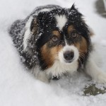 Snow Days: Warm Fur/Warm Feet