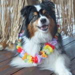 Aloha: May Day is Lei Day in Hawaii