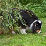 Dog Myths Decrypted: Grass for Gas?