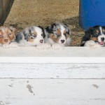 Introductions Part 2: Our New Puppy