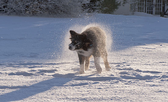 puppy shaking off snow