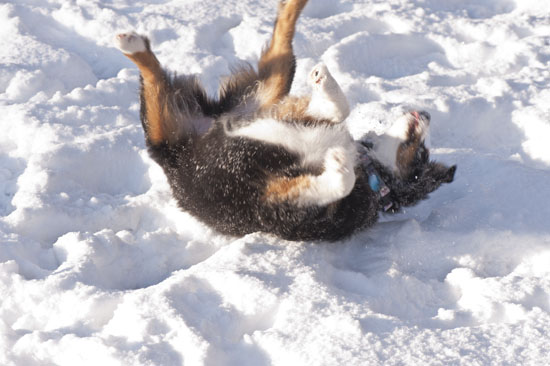 puppy rolling in the snow