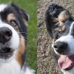 Dog Myths Decrypted: The Nose Knows