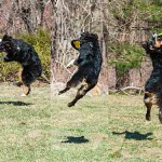 Air Dog: Tips for Dog-Disc Interactions