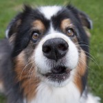 Dog Myths Decrypted: The Nose Knows