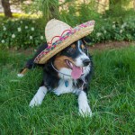 Cinco de Mayo is Nearly Here