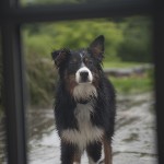 Rainy Day Dog