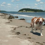 Life’s a Beach for Bowser…and friends
