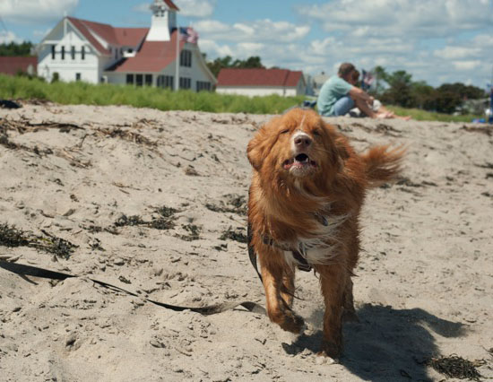 Dogs of Popham Beach Maine