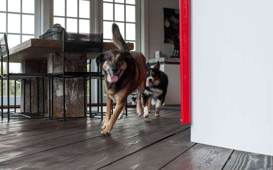 Cassidy Chasing Rusty around the Kitchen, photo by Tom Grotta