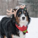 Woofington Wishes You the Wonders of the Season!!