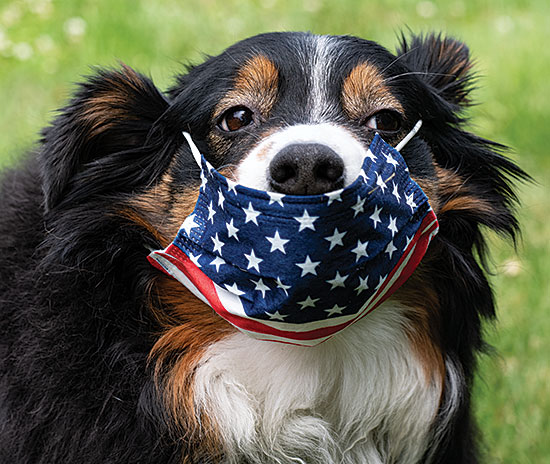 Cassidy 4th of July Mask Wearing Dog